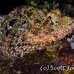 scorpionfish_tasseled_lsb_ki_h_0117_kom5701.jpg